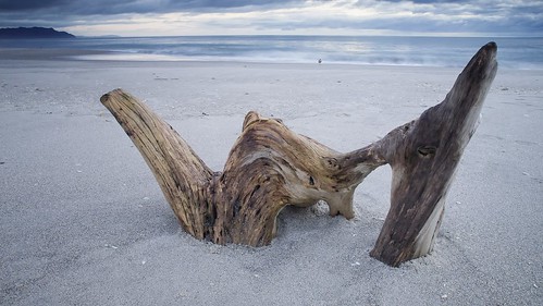 ocean wood newzealand seascape beach dawn sand olympus driftwood treetrunk shore nz e3 gitzo 1260mm gt2542l