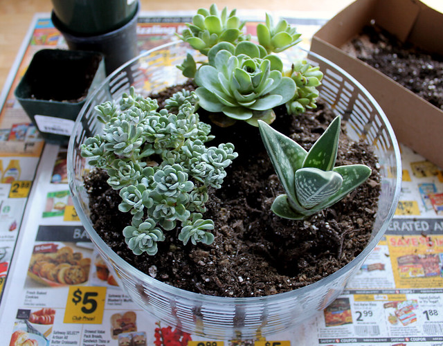 DIY Succulent Dish Garden | click through for the tutorial and tips for keeping succulents happy indoors
