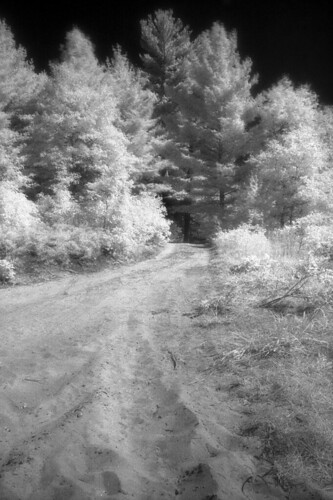 road trees blackandwhite bw film nature monochrome mi forest landscape ir diy md woods minolta michigan sandy 28mm surreal hc110 infrared epson f28 v300 srt101 hoya efke r72 twotrack homedeveloped rokkor sunny16 dilutionb ir820 iso1