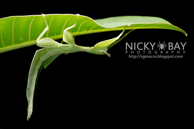 Gray's Leaf Insect (Phyllium bioculatum) - DSC_4988