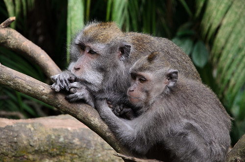 bali forest indonesia monkey ubud ablation lucaabbate