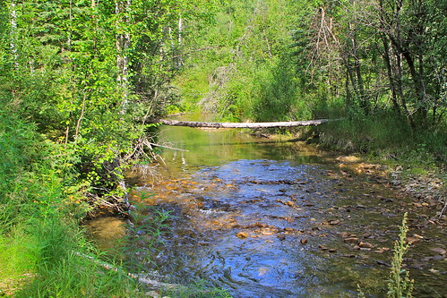 bridge summer green water leaves angel creek log rocks