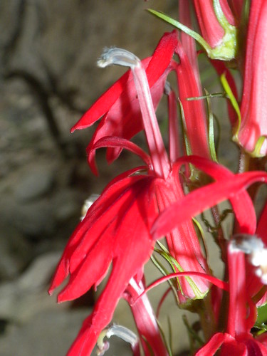 red scarlet observation petals view stamens study campanulaceae botany brilliant calyx filament lobelia wetland anthers botanik herbaceous sepals lobe perianth lobelioideae outofafghanistan