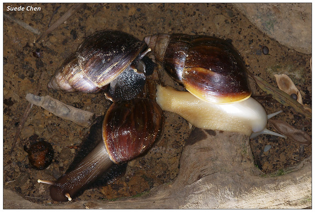 非洲大蝸牛 Achatina fulica (Ferussac, 1821)