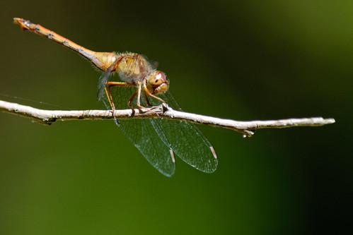 ontario canada insect dragonfly frontenac arthropod desertlake odonata perching meadowhawk odonate