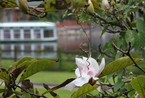 silversprings florida september magnolia ocala silverriver glassbottomedboat