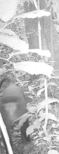 a puzzled look at the camera trap