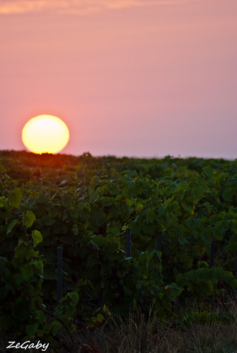 sun nature sunrise pentax vine vignes marne mutigny k200d