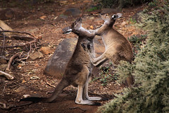 Wild kangaroo's, John Forrest national park, Western Australia