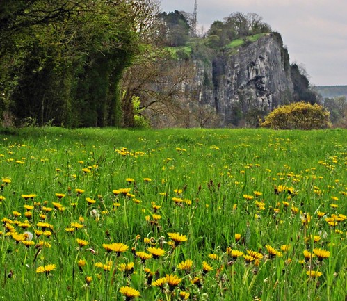 uk england derbyshire cliffs dandelions matlock limestonecliffs limestoneway beautifulyellow shiningcliffs verdantmeadow