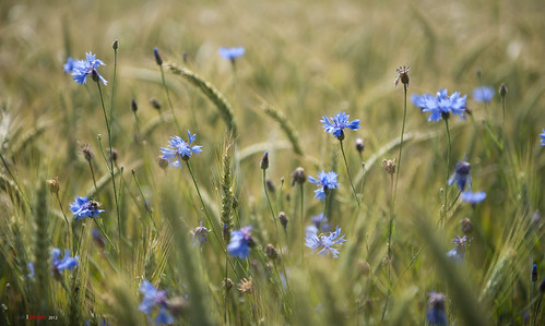 flowers blue field barley germany tyskland hünfeld bentingeask askphoto