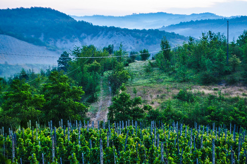 morning italy sunrise italia wine alba harvest piemonte grapes uva piedmont vino vendemmia mattina bassopiemonte