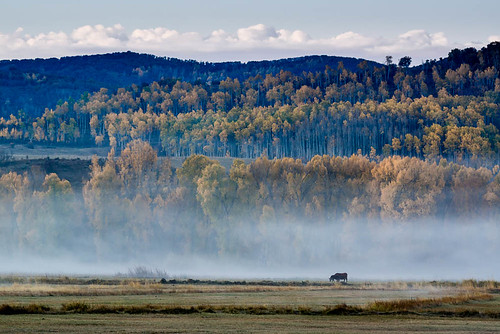 morning autumn trees mist mountains fall nature fog river landscape cow colorado cattle rocky aspen steamboatsprings yampa