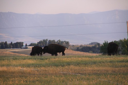 buffalo wyoming bison sheridan 2012 bighorns 120811sheridandusk