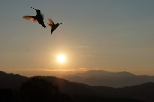 sunrise hummingbirds