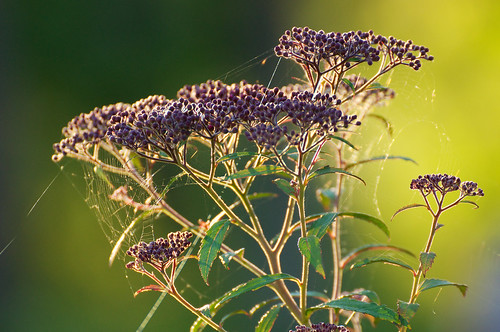 sunset summer flower net spider nikon sweden d90 närgotland
