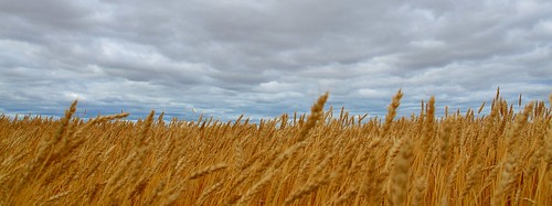 autumn sky canada fall barley clouds wind farm harvest alberta agriculture prariie