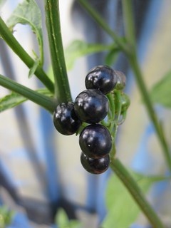glossy nightshade (Solanum americanum)