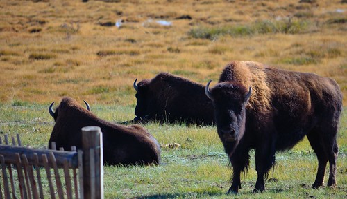 buffalo colorado southpark bison