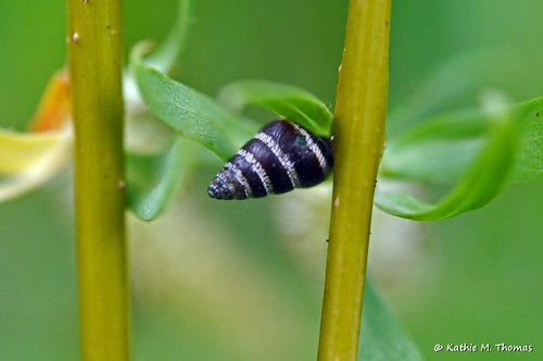 Shell on the willow