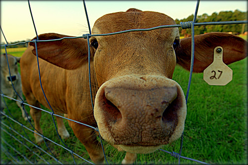 friendly curious sniffing visitors bovine urbandwellers towardsunset cowpastures withincity