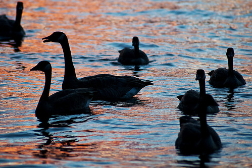 blue sunset red orange lake black water geese canadiangoose silhoutte timothylake