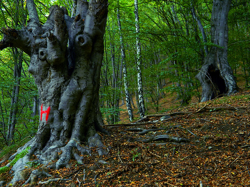 old wild forest growth romania wilderness virgina intact arges primeval muntele padure paduri arefu virine
