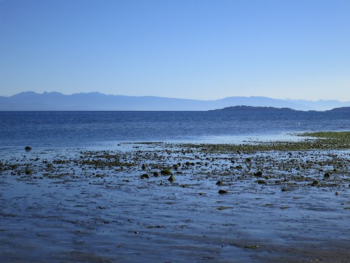 ocean sea seaweed texture beach sand view stones lowtide parksville rathtrevorbeach