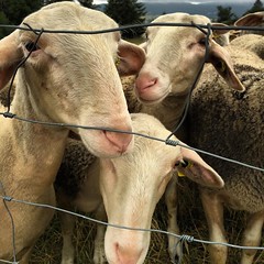 #mouton #choux #beau #mignon #lozère #randonnée - Photo of Thoras