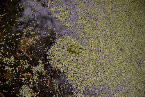 frog toad frogandtoad crapaud grenouille jardin