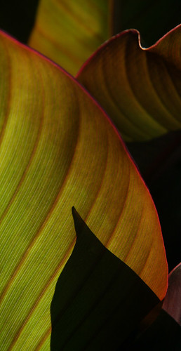 Striking leaves of the Canna Lily