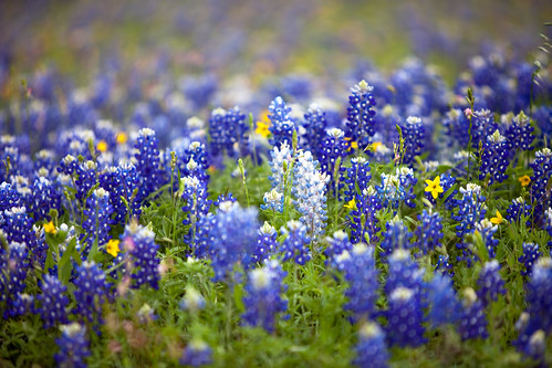 flowers blue flower nature field yellow bristol spring texas tx bluebonnet wildflower lupinustexensis canonef70200mmf28lisusm canoneos5dmarkii canon5dmarkii