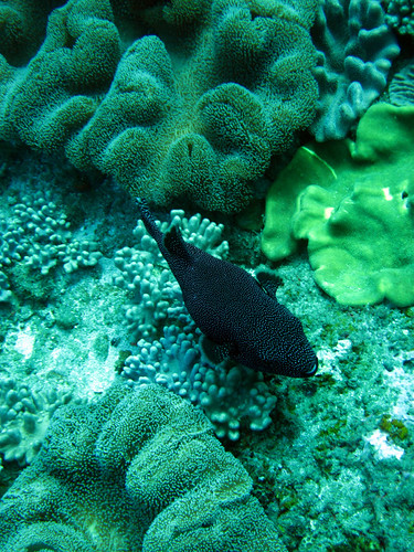 Sodwana Bay