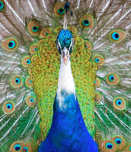 blue summer portrait india colour male green bird beauty norway canon garden photography colorful colours vanity feathers feather peacock peafowl elegance indianpeafowl pavocristatus metallicblue commonpeafowl metallicgreen canoneos60d gulskogengård mrscurlyhead