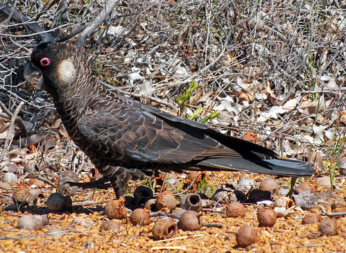 black bird animal landscape spring fuji dana parrot australia retreat western planet cockatoo wattle hs20 toodyay exr iwachow