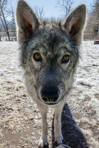 banff dog alberta canada fauna wolf yamnuskawolfdogsanctuary mammal rockyviewcounty ca