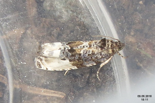2016 moths hedyanubiferana marbledorchardtortrix obalečjabloňový obaľovačzáhradný