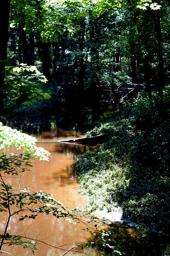 park trees water creek forest stream michigan ringwoodforest