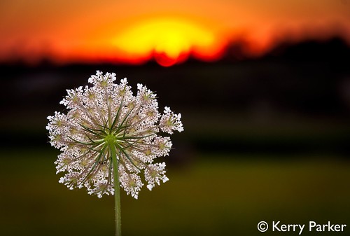 sunset france flower weed vendee