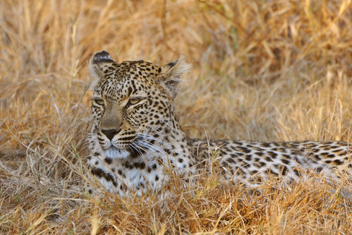africa morning sun sunrise southafrica dawn leopard sabi krugerpark kruger savanna gamedrive gamereserve sabisand inyati inyatigamereserve