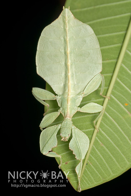 Gray's Leaf Insect (Phyllium bioculatum) - DSC_4926