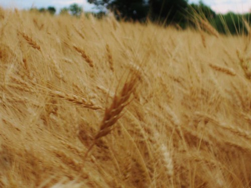 minnesota farm wheat farming harvest crop