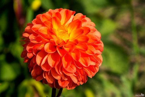 dahlia orange flower holland macro closeup canon nederland thenetherlands overijssel oranje bloem vollenhove canonef24105mm bracom canoneos5dmkiii bramvanbroekhoven