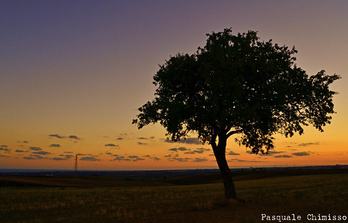 sunset tree landscape tramonto albero paesaggio crepuscolo molise