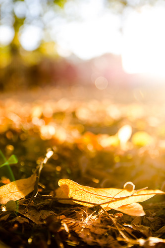 autumn light gold golden licht nikon bonn laub herbst blatt blätter gegenlicht leafe d7000 tafelzwerk
