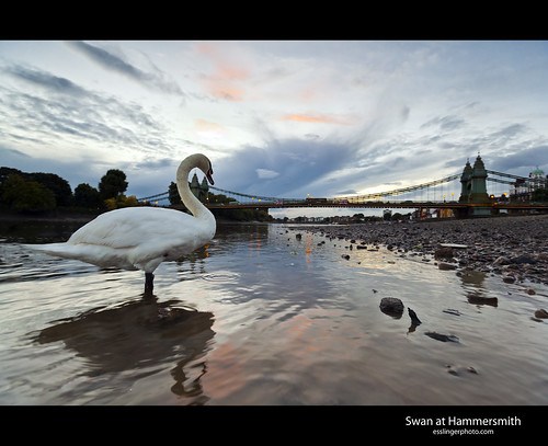 uk bridge sunset england reflection london thames clouds river swan britain great hammersmith gb