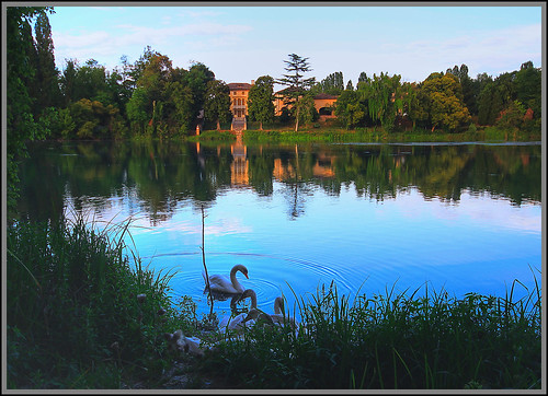 cigni sile fiumesile risorgiva panorama paesaggio fiume riva villa canon eos600d franco600d sigma