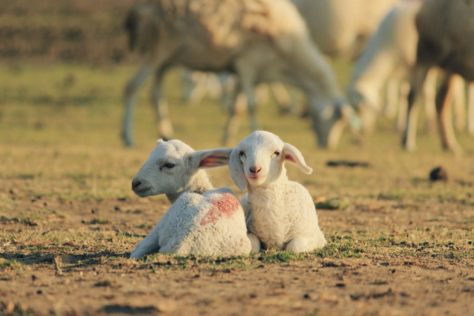 chụp ảnh Đồng cừu Ninh Thuận