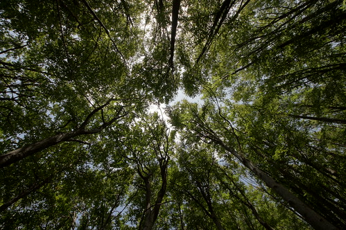 sky sun mountain tree forest croatia peak istria vojak ucka učka