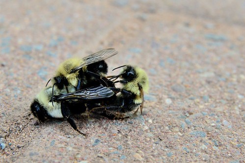 canada nikon bees bee princeedwardisland pei charlottetown d7000 sigma1770mmf2845g beesbeesbeesadminfave